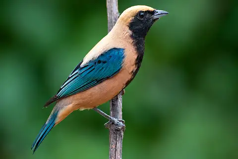 Burnished-buff Tanager