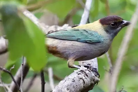Lesser Antillean Tanager