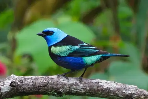 Blue-necked Tanager