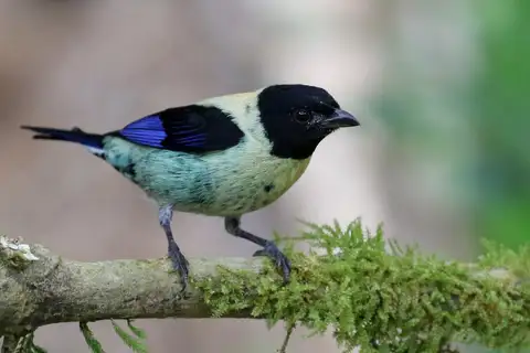 Black-headed Tanager