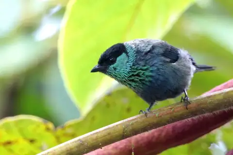 Black-capped Tanager