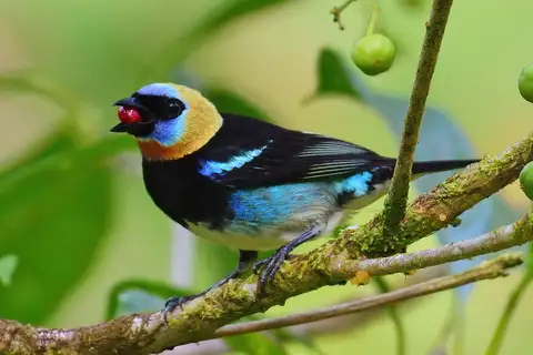 Golden-hooded Tanager