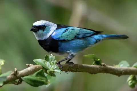 Masked Tanager