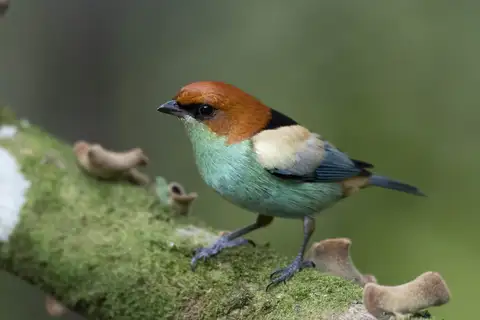 Black-backed Tanager
