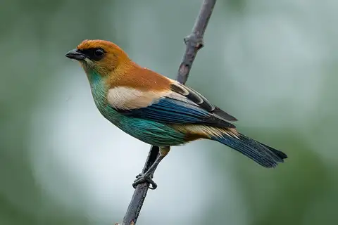 Chestnut-backed Tanager