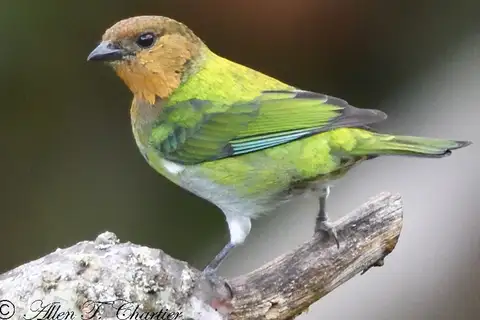 Silver-backed Tanager