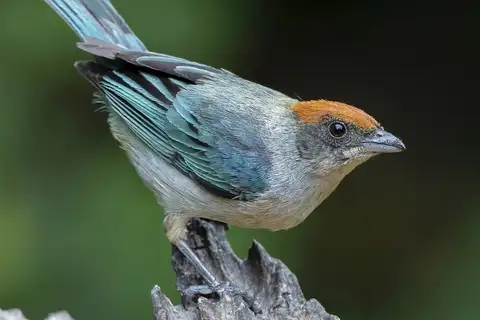 Scrub Tanager