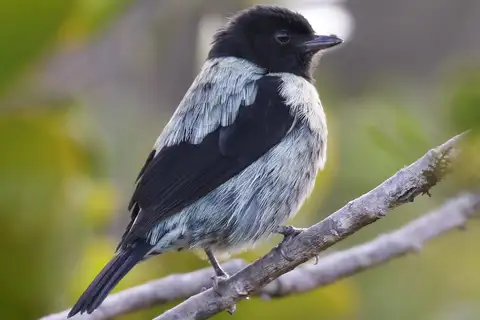 Black-hooded Tanager