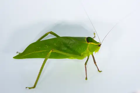 Giant Katydid