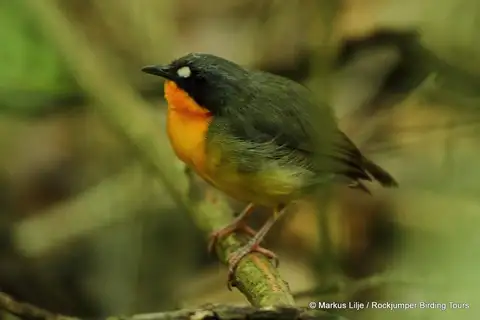 Orange-breasted Forest Robin
