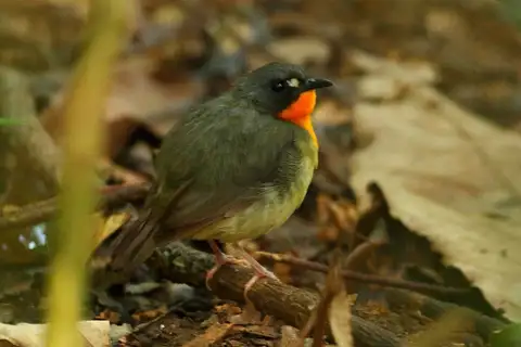 Yellow-breasted Forest Robin