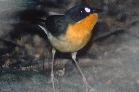 Olive-backed Forest Robin