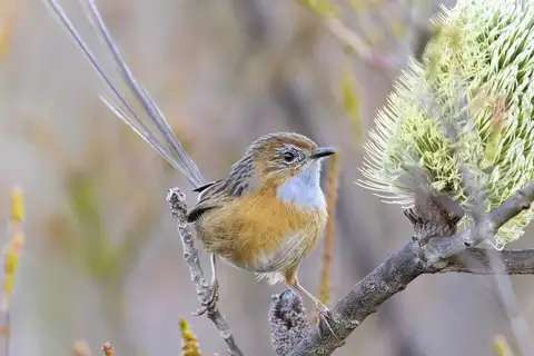 Southern Emu-wren