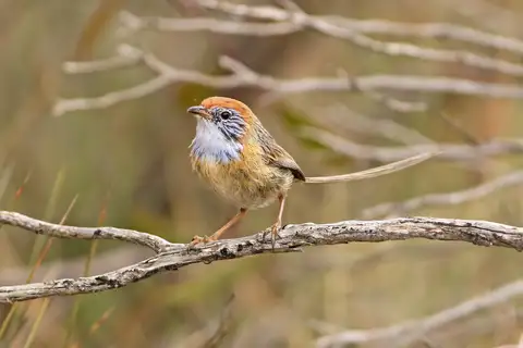 Mallee Emu-wren