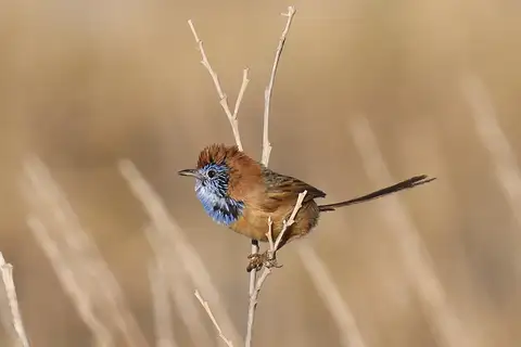 Rufous-crowned Emu-wren