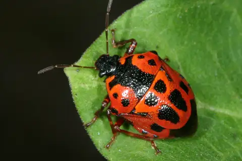 Anchor Stink Bug
