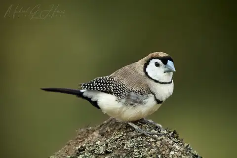 Double-barred Finch