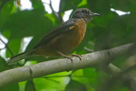 Finsch's Rufous Thrush