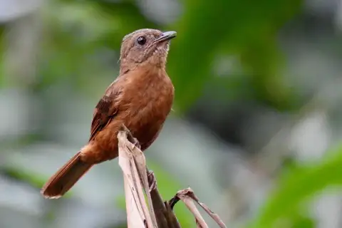 Fraser's Rufous Thrush