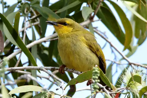 Yellow Honeyeater