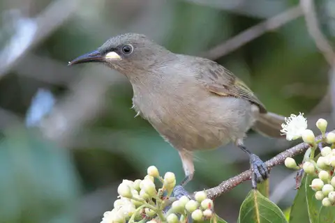 White-gaped Honeyeater