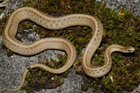 DeKay's Brownsnake