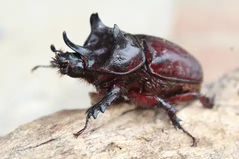 Aloeus Ox Beetle