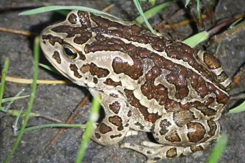 Mongolian Toad