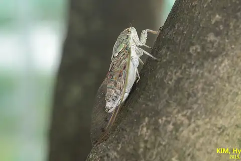 Autumn Cicada