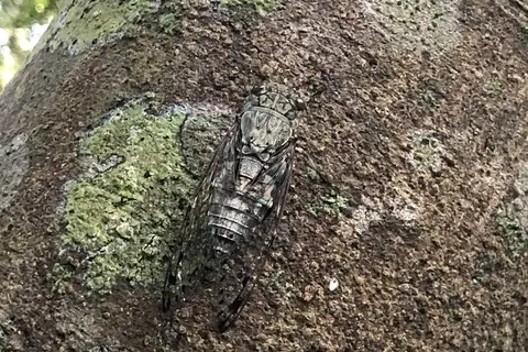 Streeyola oshimensis