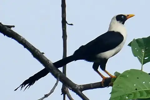 Bare-eyed Myna
