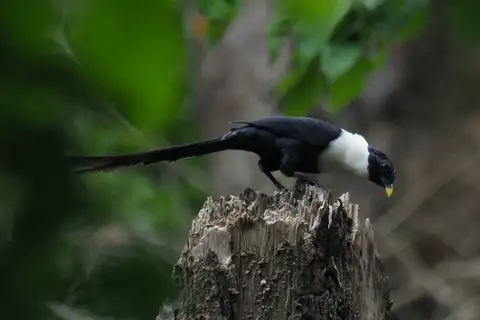 White-necked Myna