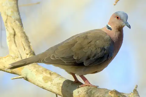 Sunda Collared Dove