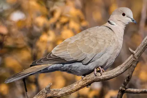Eurasian Collared Dove