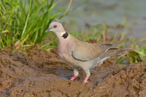 Mourning Collared Dove