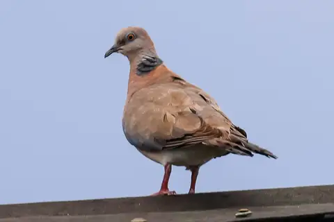 Philippine Collared Dove