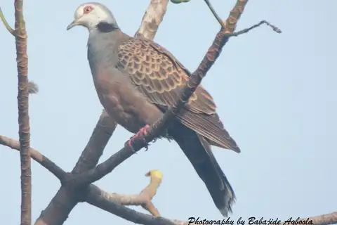 Adamawa Turtle Dove