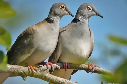 White-winged Collared Dove