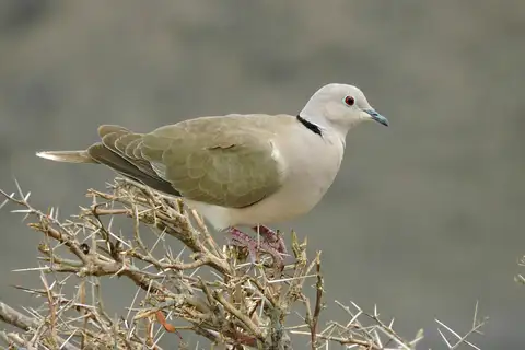 African Collared Dove