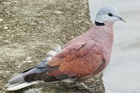 Red Collared Dove