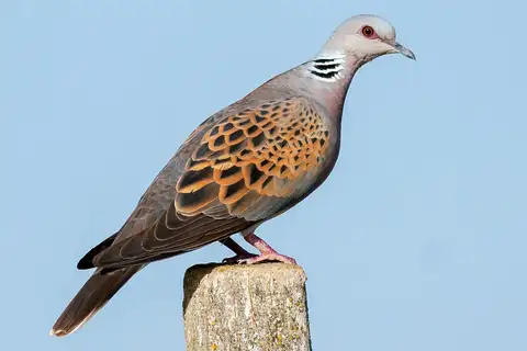 European Turtle Dove
