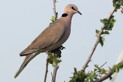 Vinaceous Dove