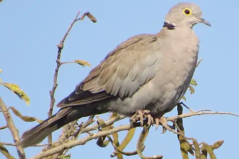 Burmese Collared Dove