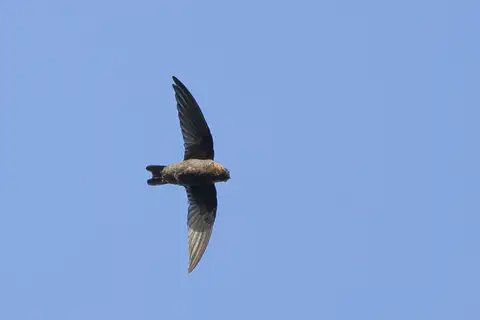 Chestnut-collared Swift