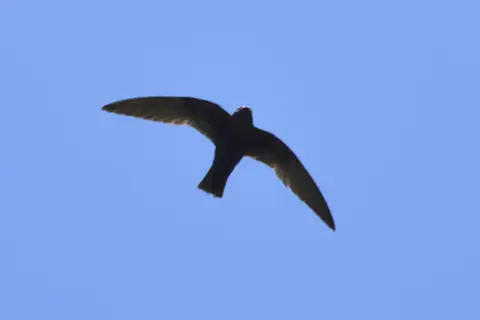 White-naped Swift