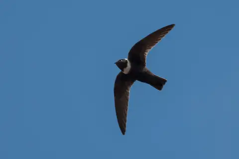 White-collared Swift