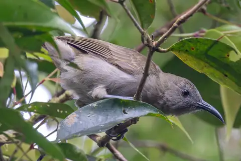 Bougainville Honeyeater
