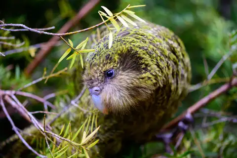 Kakapo