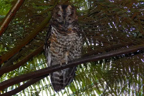 Rufous-banded Owl