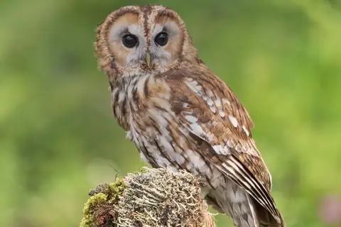 Tawny Owl